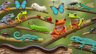 Catching Incredible Backyard Insects You've Never Seen Before, Blue Guppy, Crabs, Snails.