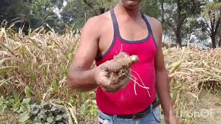 आप बताएं कौन सी सब्जी खुदाई करके निकल रहे हैं#खेती किसानी# KK funny video 