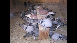 play list racing pigeons