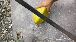 Cutting open a coconut. #survival #asmr #satisfying