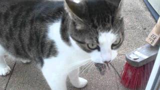 Kat en Muis