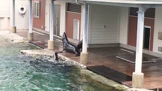 Sea Lions at Riverbank Zoo in Columbia, SC.