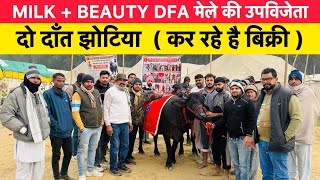 MILK + BEAUTY DFA मेले की उपविजेता | दो दाँत झोटिया ( कर रहे है बिक्री )