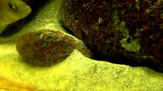 Avannotto di Sciaenochromis Fryeri scavatore