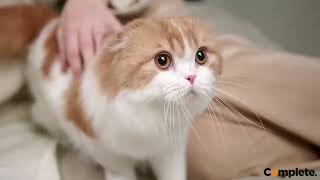 Complete Pet Dry Cat Food