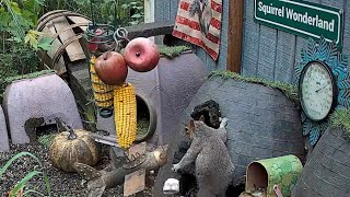 Failed: Squirrel stealing community teething bone