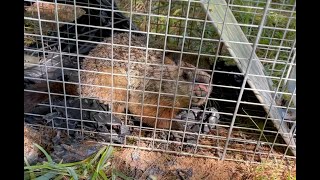 Move the groundhog to Bashakill wildlife area ｜ Day With An Angel No.12