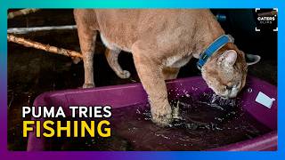 You Won’t Believe This Puma Can Fish 😳