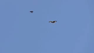 Red Kite chased off