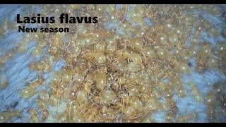 Lasius flavus 2026 Out of hibernation