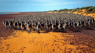 Australia Sent Million of wild Donkeys to the Desert and After 10 Years, Result was Unbelievable
