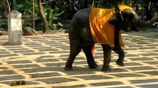 elephant dance.AVI
