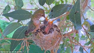 Watch an Allen’s Hummingbird Feed Her 9 & 10 Day-Old Chicks