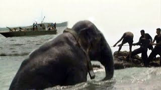 Navy officers rescued elephant that was swept out to sea | Elephant | Animals | Wildlife #animals