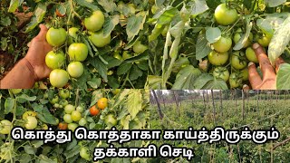 கொத்து கொத்தாக காய்த்திருக்கும் தக்காளி செடி || Sathish Nursery