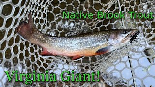 TINY Creek Holds GIANT Native Trout!!!