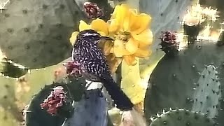 Cactus Wren Finds Bug Snack in Cactus Flower 🌵🐥🐜