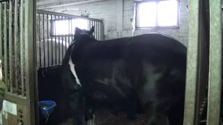 Buddy does a 360