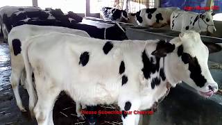 ১৫ টি ফ্রিজিয়ান বকনা বাছুর বিক্রয় হবে | বকনা বাছুরের হাঁট | Imo: 01754358934