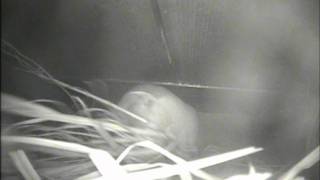 Young otter arranges bedding in holt