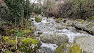 RAINY DAY ON THE RIVERSIDE / NATURE SOUNDS, WATER STREAM, RIVER SOUNDS, CALMING RIVER BACKGROUND