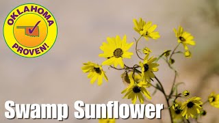Think Sunflowers are Just for Summer? | Oklahoma Proven Perennial - Swamp Sunflower