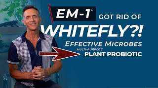 Plant Probiotic (EM-1) Got Rid of WHITEFLY!
