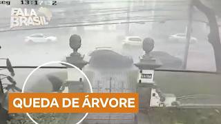 Pedestre escapa de ser atingido por árvore que caiu durante temporal em BH