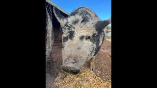 Feeding Our Pig Oreo 🐖❤️ | Simple Mornings, Big Hearts | Licious Lady Ranch Life #farm #goodmorning