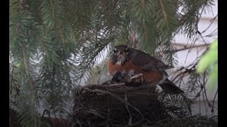 Mama Robin and her Babies