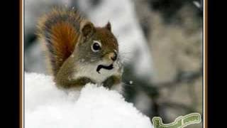 Squirrel singing Sublime Wrong Way