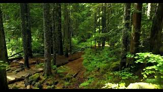 😱 Most Beautiful 🥰 4K Forest Video With Sound | Forest Sounds Relaxation Music