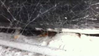 Onyxbox's spidey lunch vid