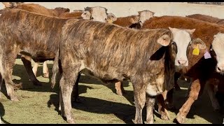 J&J Cattle Co: Tigerstripe & Chocolate Braford Replacement Heifers