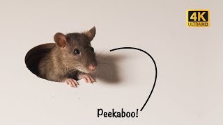 CAT TV 🐭 Peekaboo Mouse for Cats to Watch with Sound 😺 Mice Jerry Hole! 4K