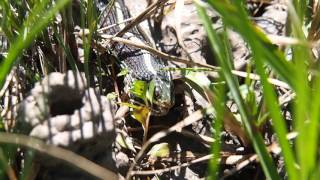 Ribbon Snake Eating Leopard Frog distress call