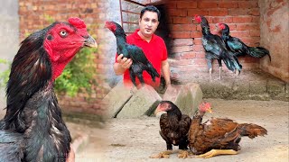 Kamalia aseel murghy or murghiyon | Ustadi shagirdi | Pakistani aseel murghy