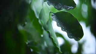 Enjoy the raining moment
