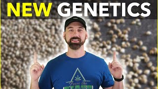 Brand New Grow Tent Setup + Planting Some New Fire Genetics!