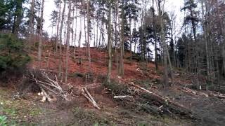 Delo v gozdu - work in the forest