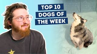 This Husky Is Exactly Where He Wants To Be