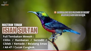 PANCINGAN KONIN GACOR FULL ISIAN MEWAH COCOK UNTUK MASTERAN KOLIBRI NINJA GACOR NGOBRA 33