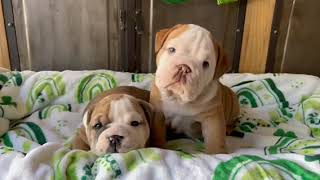 Onyx and Rolo