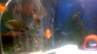 11 inch tiger oscar
