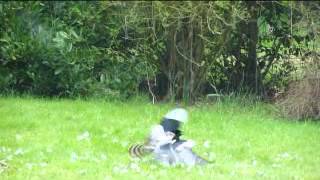Magpie rescues a pigeon from a hawk