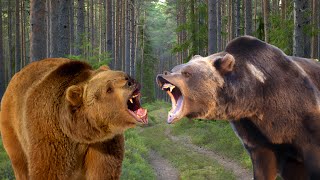 Grizzly bears Vs Brown bears: facts and differences | Wildlife Documentary