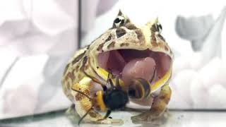 WARNING LIVE FEEDING!! A frog glaring at a wasp.