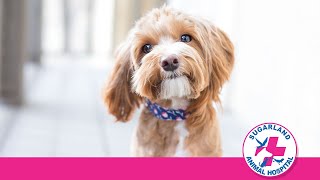 The 3 most common mistakes pet owners make that put their pets at risk!