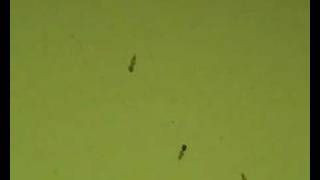 Copepod culture