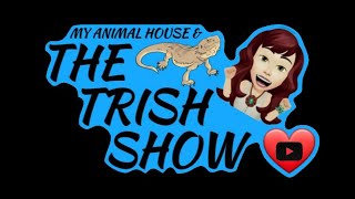 Ball Python (Reptile) & Rodent | Care and Maintenance